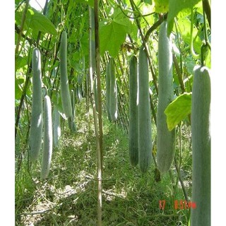 Hạt giống Bí đao (bí sặt) – 2Gram ( 20 hạt )