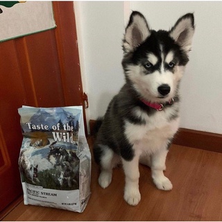 Thức ăn hạt khô cho chó Taste of the Wild Pacific Stream Puppy 2kg