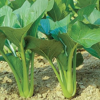 Hạt giống cải ngọt 20gr