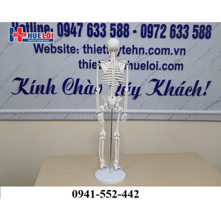 Mô hình bộ xương người