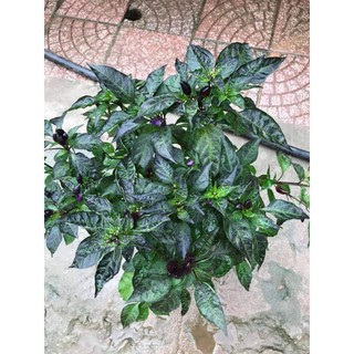 Cây giống ớt tím