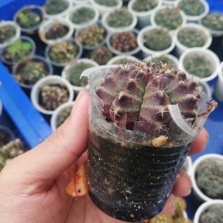 Xương rồng gym vân