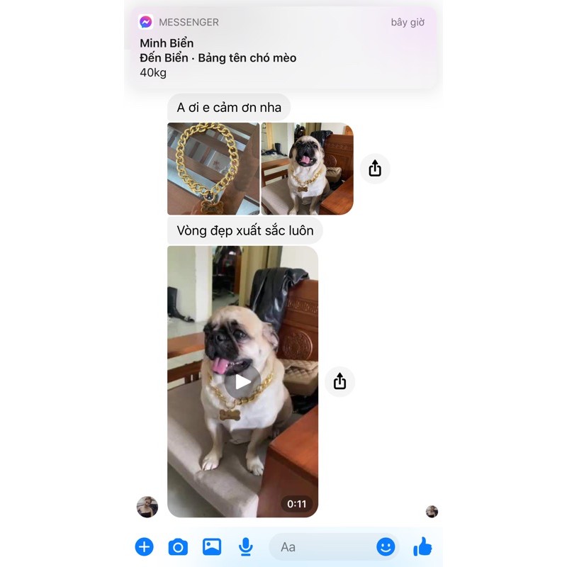 Dây chuyền Mạ Vàng Cho Thú Cưng, Vòng Cổ Thú Cưng Chưa Bao Gồm Thẻ Tên giahuypetshop