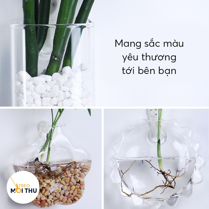 Bình Thủy Tinh Trồng Cây Thủy Sinh Treo Tường - Siêu Nhẹ - Treo Mọi Thứ