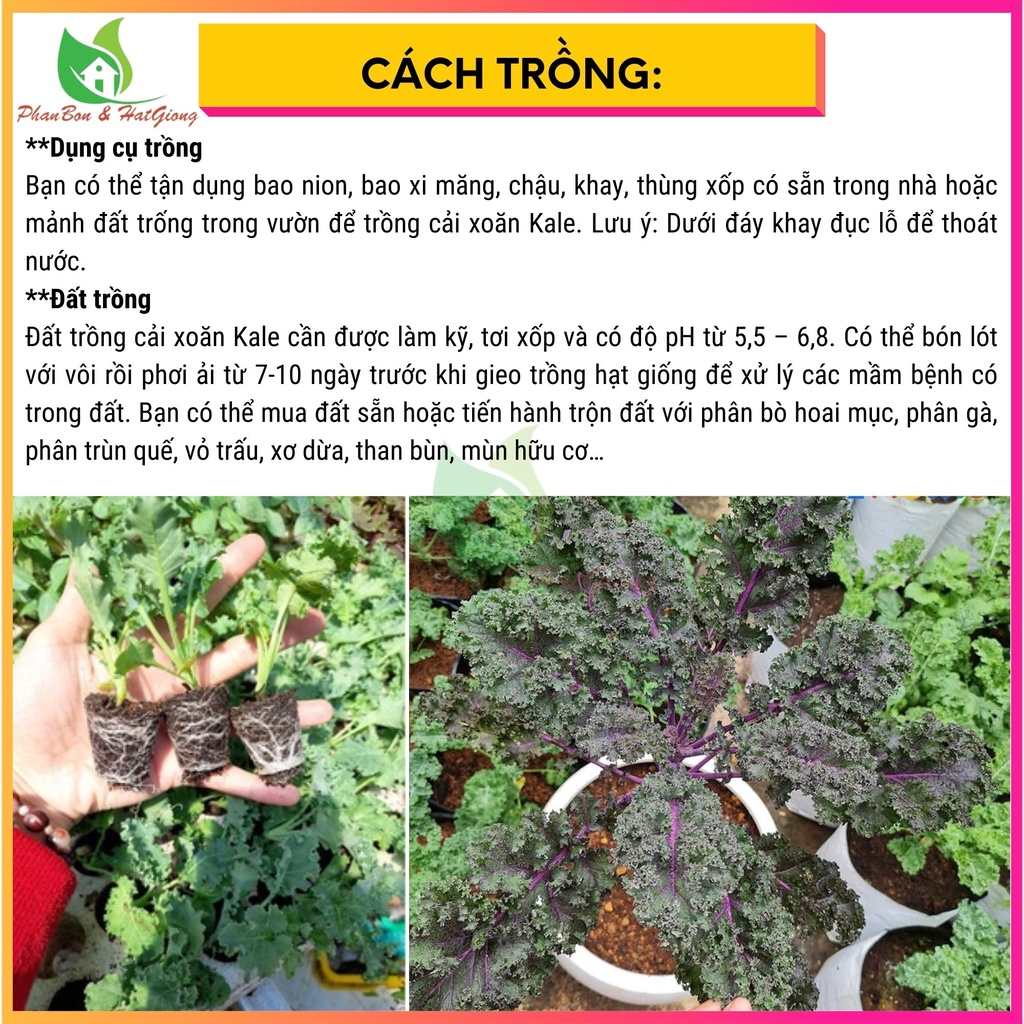 Hạt Giống Cải Kale Tím, Cải Xoăn Tím 1g - Rạng Đông - Shop Phân Bón và Hạt Giống