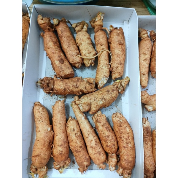 Sâm trọc, sâm gãy rễ ngâm mật ong_1kg