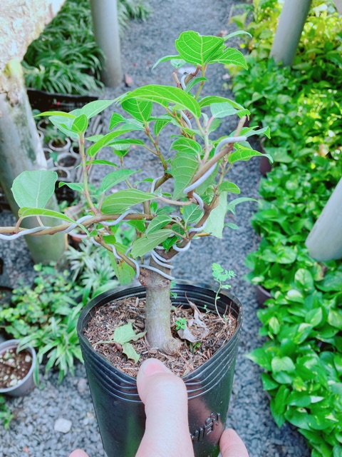 Cây Sung Bonsai