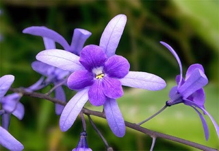 Cây mai xanh thái
