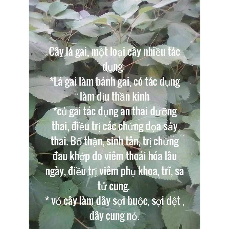 Cây gai giống 1 kg