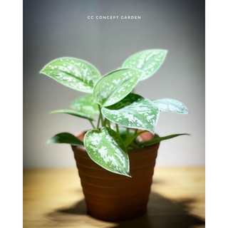 Trầu Bà | Scindapsus argyraeus