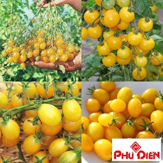 Gói 30 hạt giống quả cà chua bi vàng phú điền