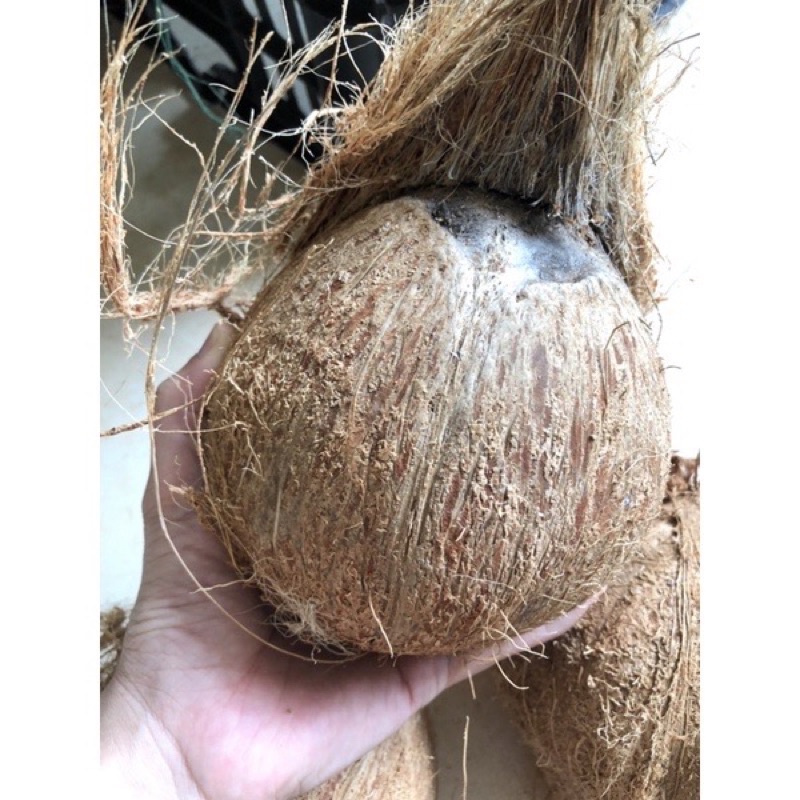 Dừa già nhiều nước quả to cùi dày trên 1kg