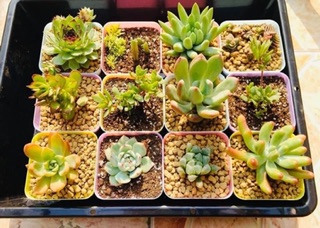 Akadama Nhật Bản