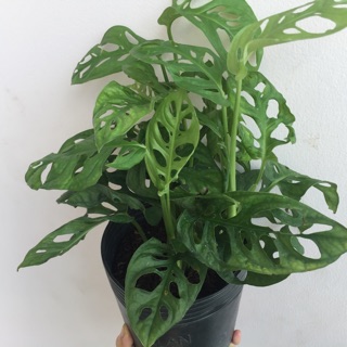 Cây trầu bà lỗ
