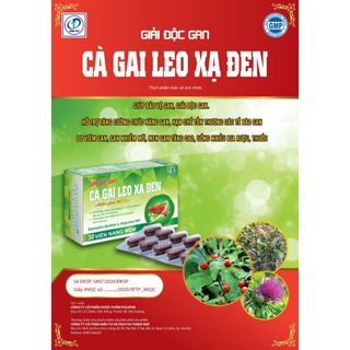 Giải độc gan cà gai leo xạ đen, giúp giải độc mát gan