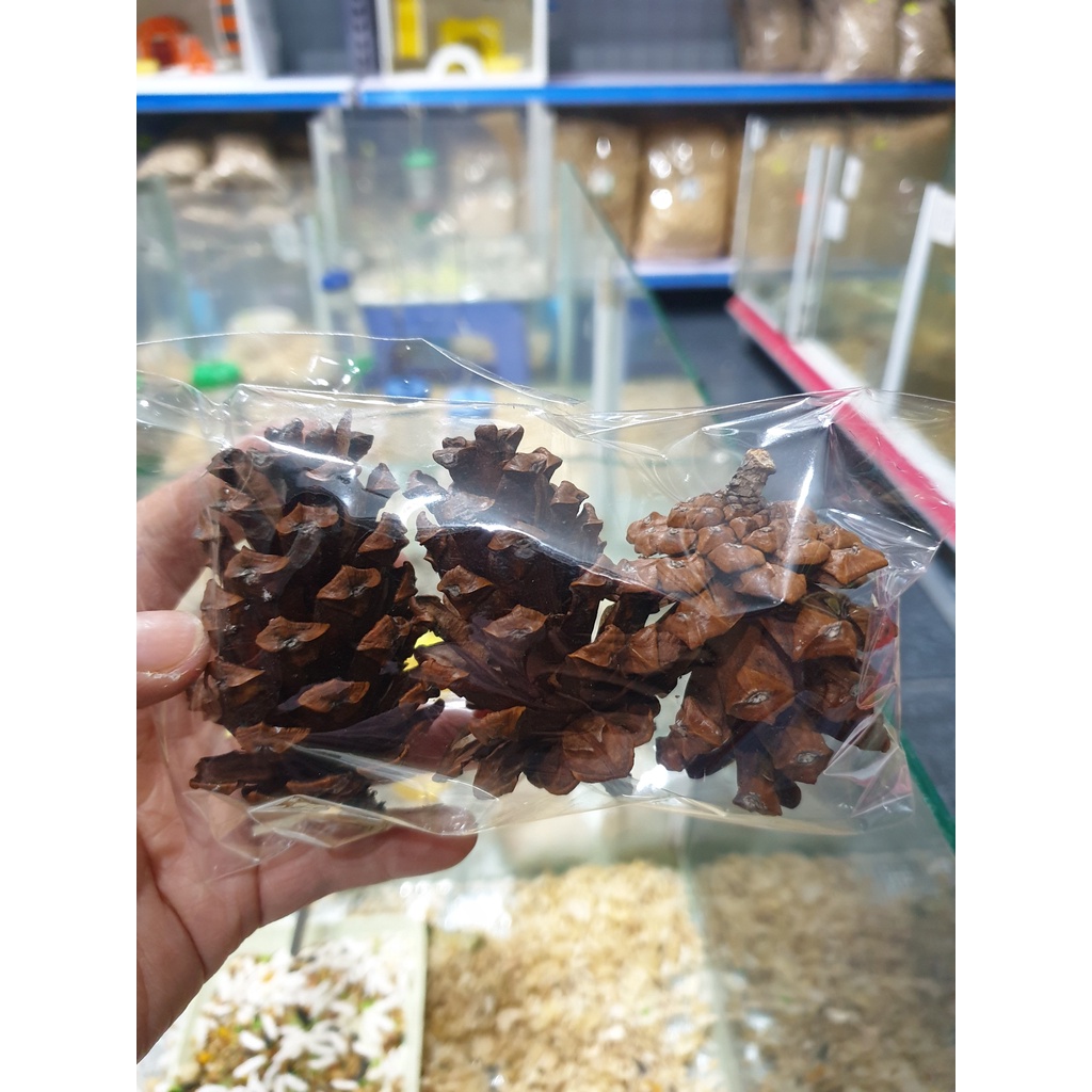 Set 3 Quả thông trang trí, vật dụng mài răng cho hamster, nhím kiểng, sóc cảnh Nobipet