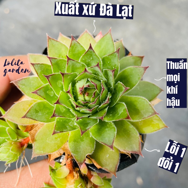 SEN ĐÁ PHẬT BÀ SIZE BÉ, HÀNG ĐÀ LẠT, SIÊU XINH SIÊU KHỎE, LỖI 1 ĐỔI 1