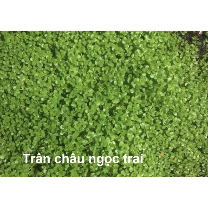 50 cây  vẩy ốc thủy sinh