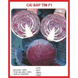 HẠT GIỐNG CẢI BẮP TÍM F1