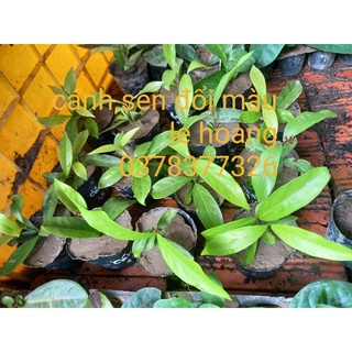 cánh sen đổi màu (cây giống)