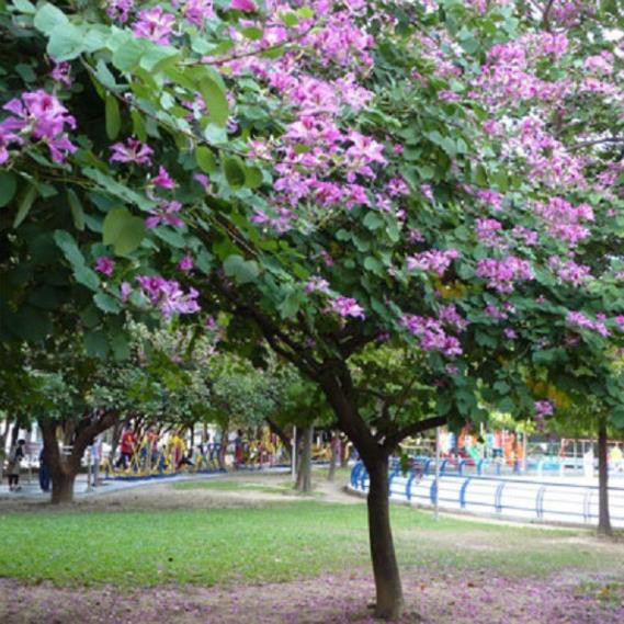 Sản phẩm cây ban hoa tím, cây giống gửi đi nguyên bầu + Tặng  phân hữu cơ cao cấp