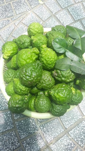 TRÁI CHÚC, CHÚC AN GIANG, TRÚC, TRÁI CHANH THÁI