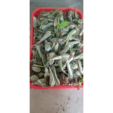 1 Củ giống lan Bầu Rượu to