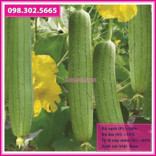 HẠT GIỐNG MƯỚP HƯƠNG 7 LÁ F1 SIÊU TRÁI