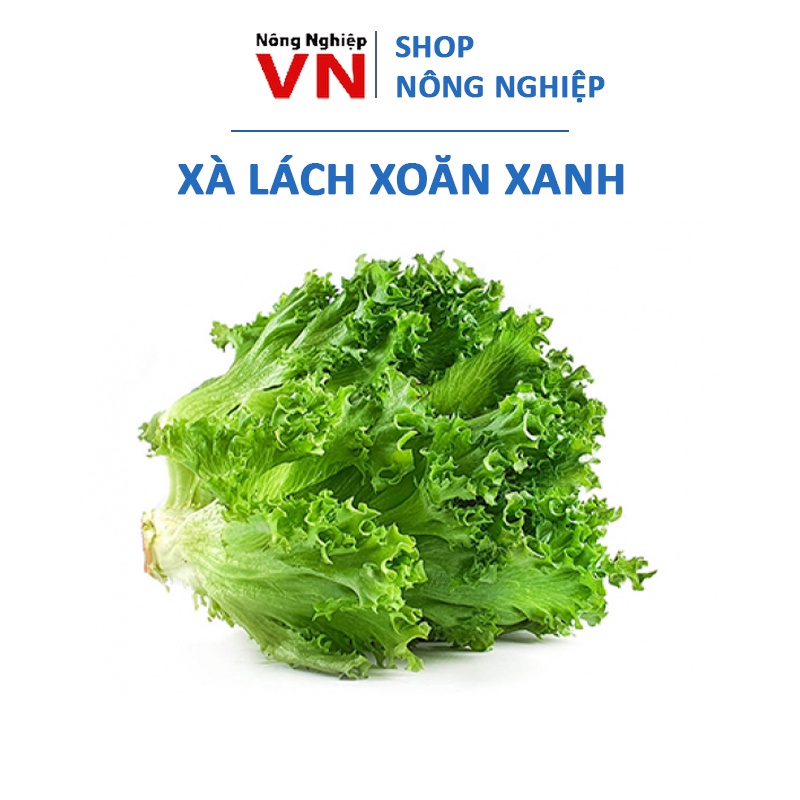 SALE 1K - 80 hạt giống xà lách xoăn xanh chịu nhiệt