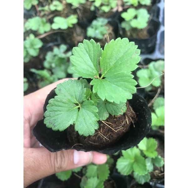 Combo 5 cây dâu tây chịu nhiệt