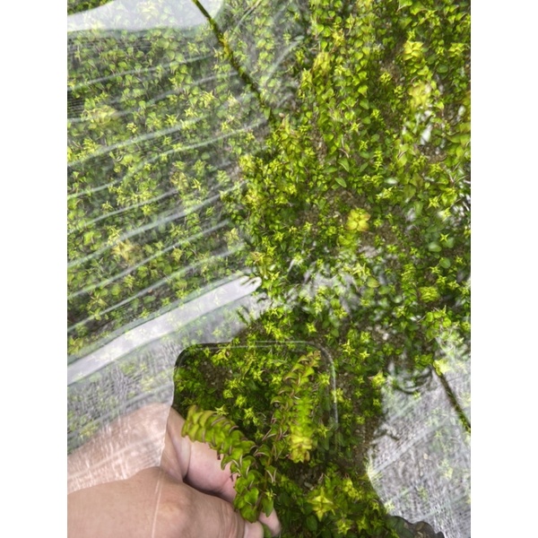 ROTOLA PEARL 15 NGỌN