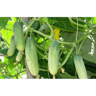 Hạt Giống Dưa Leo