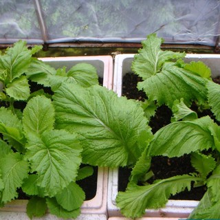 Hạt giống rau Cải Bẹ Mào Gà Cao sản F1 - 15 gram