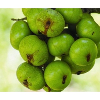 Trái sung tươi - nhà trồng 500g