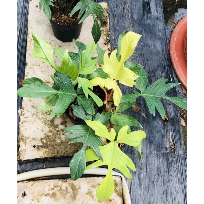 Chậu nhựa đen philodendron florida ghost