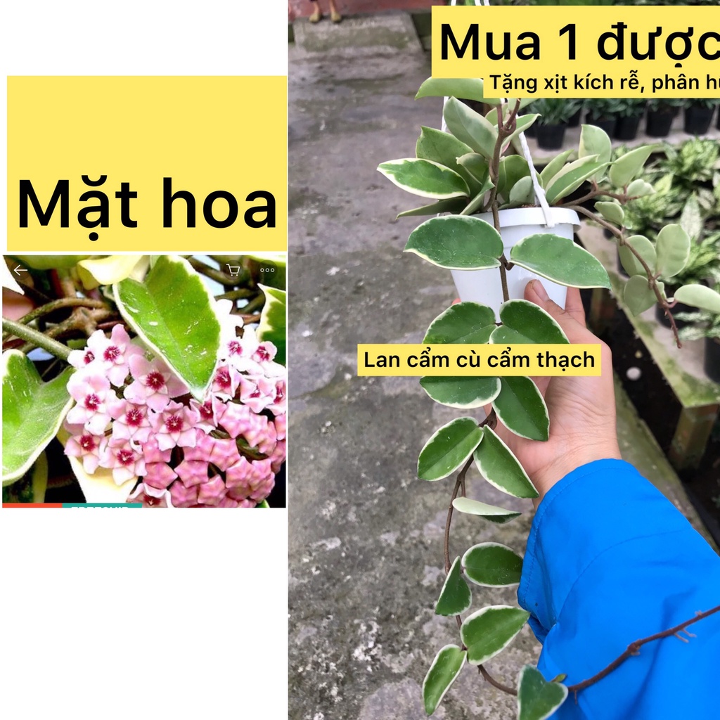 cây lan cẩm cù- caykiengsadec -hoa lan