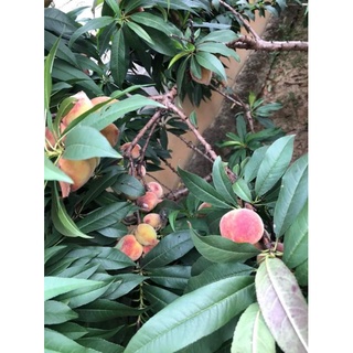 Hạt Đào Thất Thốn Bích Kép.
