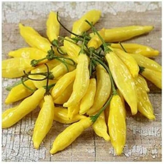 Hạt giống ớt chanh lemon mỹ 10h