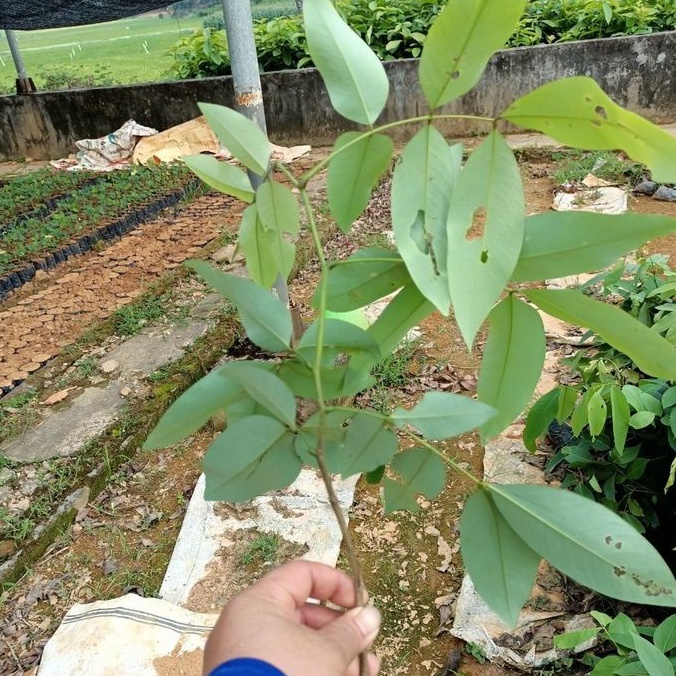 Cây muồng hoàng yến gieo hạt cao 70- 90 cm.