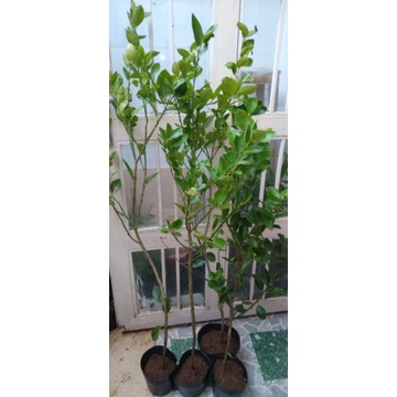 Cây Chanh Giấy cao 100cm đang bông.
