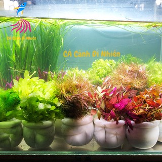 Cây rong thủy sinh cắt cắm cho hồ bể cá
