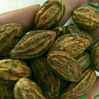 Quả kha tử