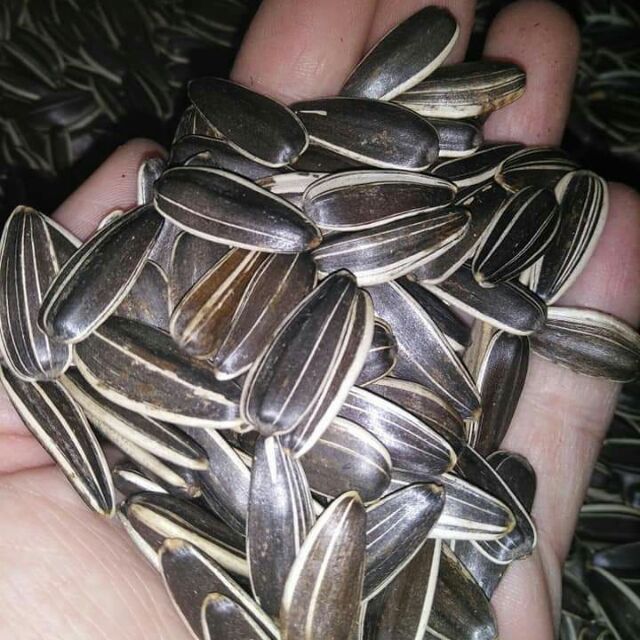 Hướng dương sạch