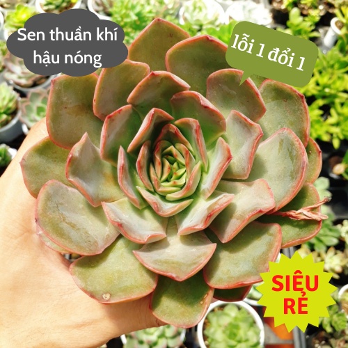 Sen đá Bông Hồng Lai size trung 13cm siêu rẻ đẹp