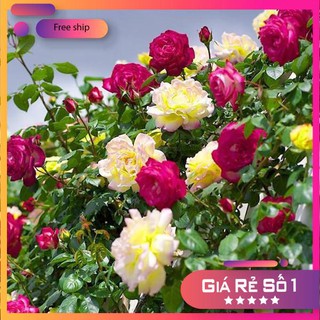 Hạt giống Hoa Hồng Thơm mini (20 hạt)