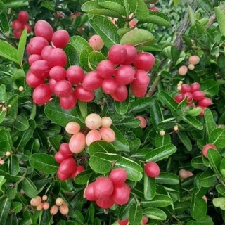 cây giống   sirô