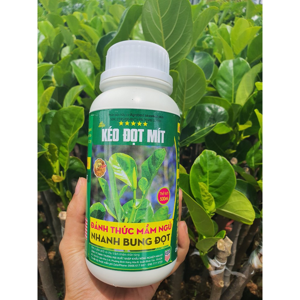 Kéo Đọt Mít Mập Cành Xanh Lá Đánh Thức Mầm Ngủ Đông Ngừa Xì Mủ Chuyên Dành Cho Mít – STCG