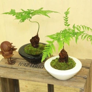 Dương xỉ culi decor siêu xinh, cây văn phòng, phong thuỷ
