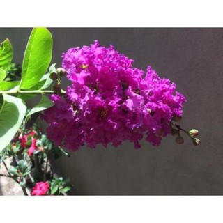 Cây bằng lăng thái , cây đẹp, giống chuẩn