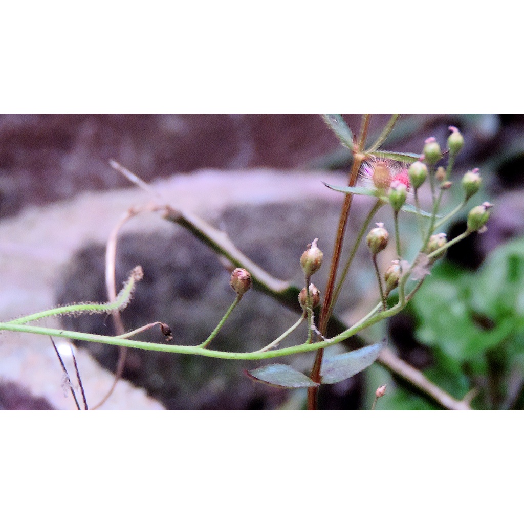 Hạt cây bắt mồi, cây gọng vó, Drosera Indica Green, 200 hạt